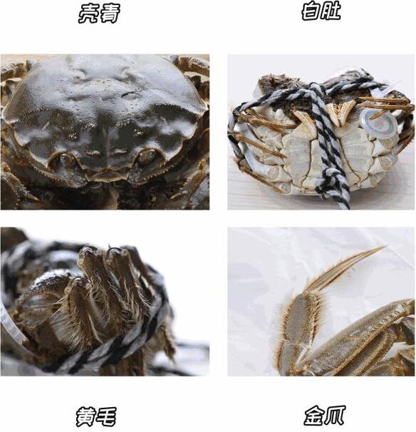 良仁正品阳澄湖大闸蟹